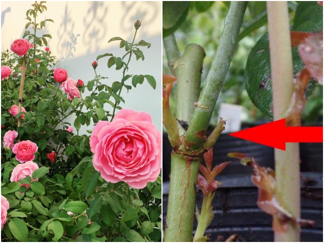 Chậu hoa hồng ngoại lâu không nở, chỉ cần 4 thao tác nhỏ này có thể thu hoạch cả vườn