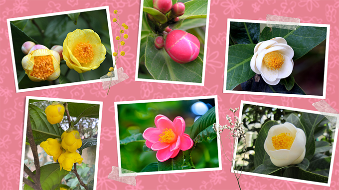 Hoa hải đường: ý nghĩa, cách trồng và cách chăm sóc để cây ra nhiều hoa - 4