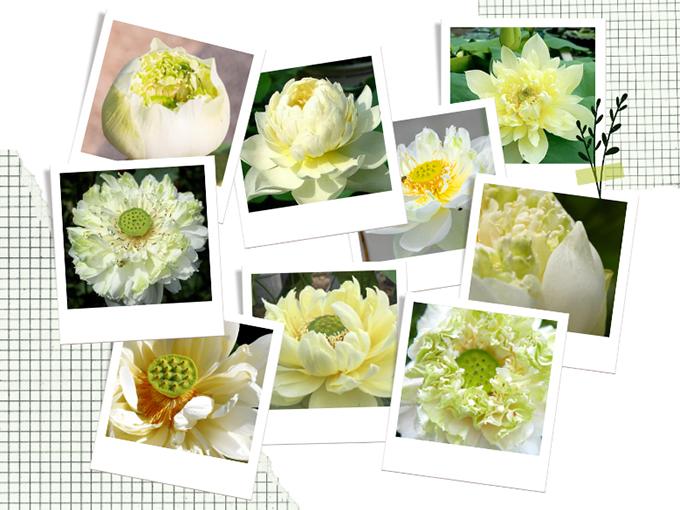 Hoa sen trắng: ý nghĩa, công dụng và cách trồng ra hoa thơm ngát - 6