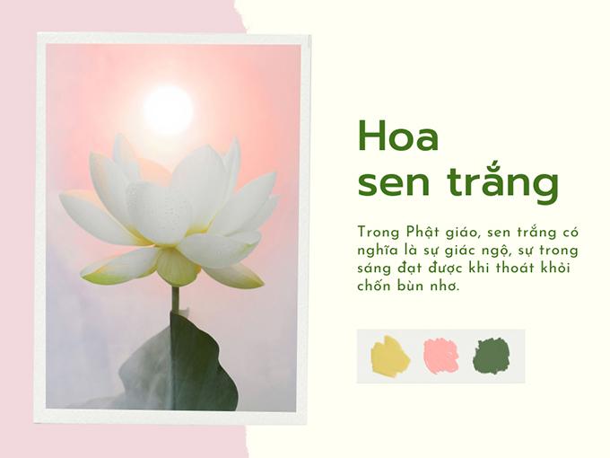Hoa sen trắng: ý nghĩa, công dụng và cách trồng ra hoa thơm ngát - 5