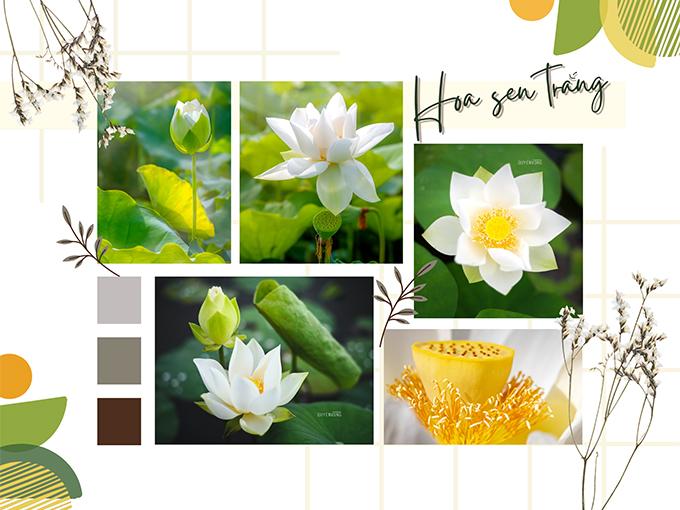 Hoa sen trắng: ý nghĩa, công dụng và cách trồng ra hoa thơm ngát - 3