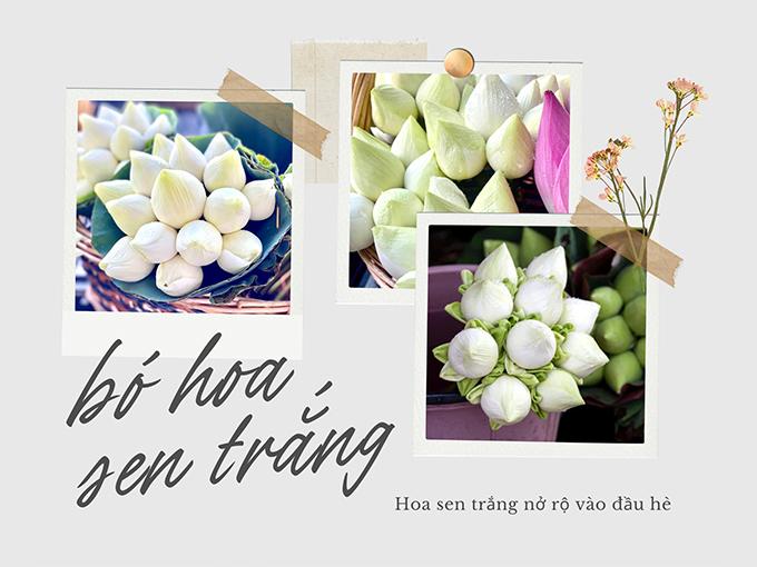 Hoa sen trắng: ý nghĩa, công dụng và cách trồng ra hoa thơm ngát - 9