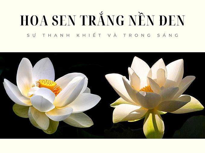 Hoa sen trắng: ý nghĩa, công dụng và cách trồng ra hoa thơm ngát - 4