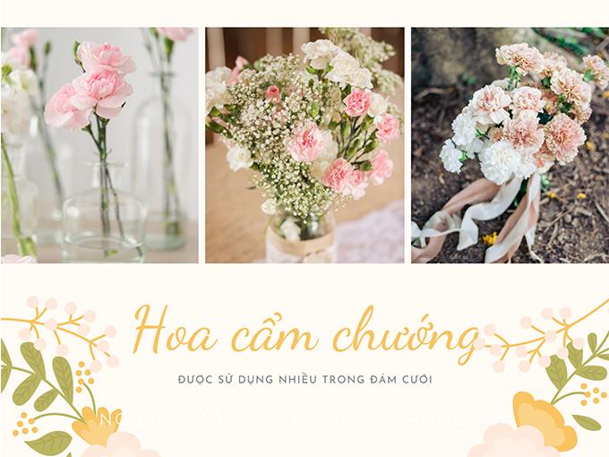 Hoa cẩm chướng: Đặc điểm, ý nghĩa và cách chăm sóc ra hoa đẹp - 10