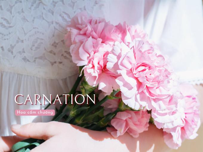 Hoa cẩm chướng: Đặc điểm, ý nghĩa và cách chăm sóc ra hoa đẹp - 3