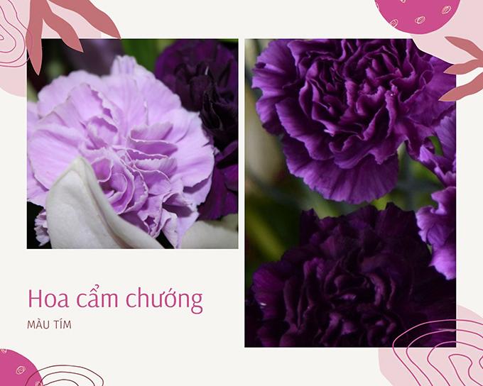 Hoa cẩm chướng: Đặc điểm, ý nghĩa và cách chăm sóc ra hoa đẹp - 8