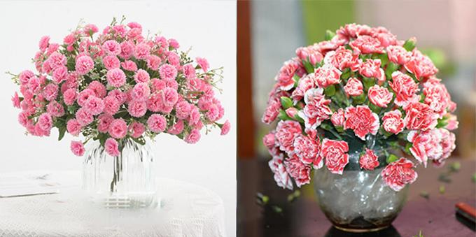 Hoa cẩm chướng: Đặc điểm, ý nghĩa và cách chăm sóc ra hoa đẹp - 14