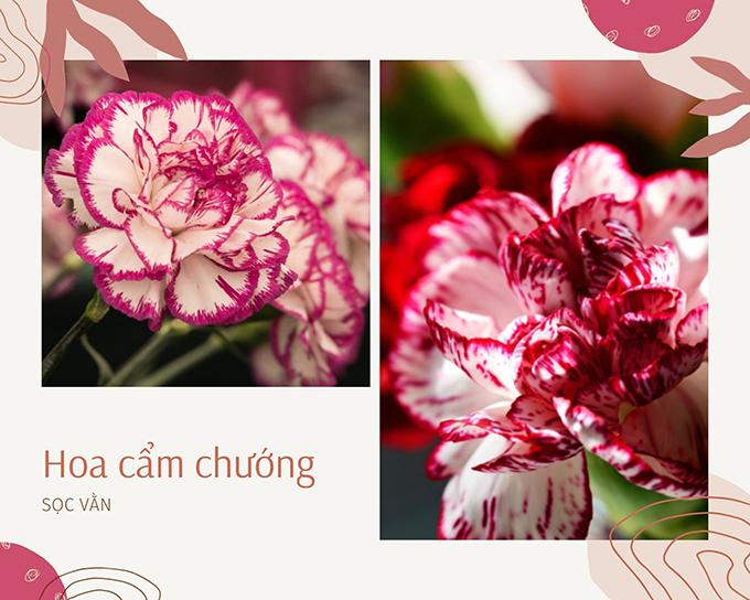 Hoa cẩm chướng: Đặc điểm, ý nghĩa và cách chăm sóc ra hoa đẹp - 9