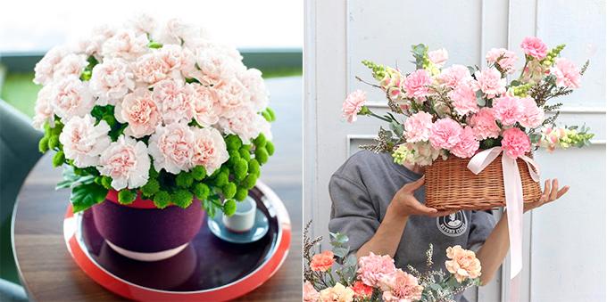 Hoa cẩm chướng: Đặc điểm, ý nghĩa và cách chăm sóc ra hoa đẹp - 13