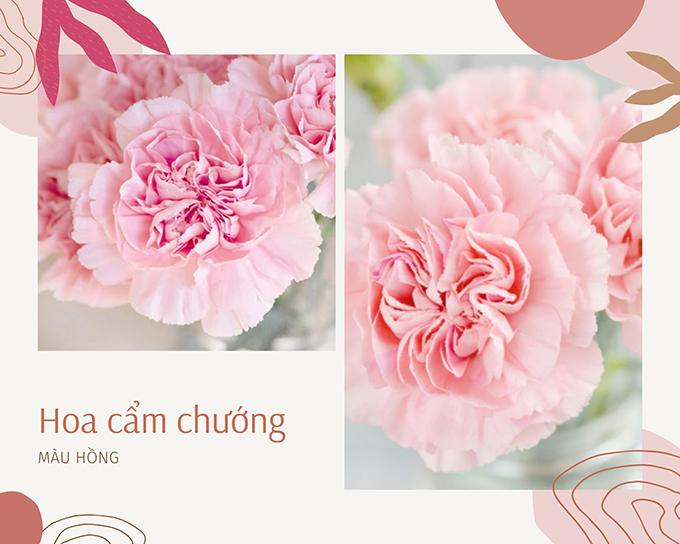 Hoa cẩm chướng: Đặc điểm, ý nghĩa và cách chăm sóc ra hoa đẹp - 6