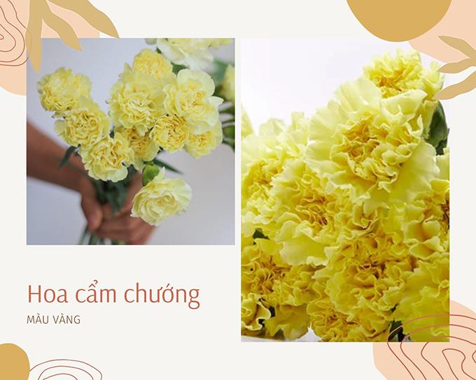 Hoa cẩm chướng: Đặc điểm, ý nghĩa và cách chăm sóc ra hoa đẹp - 7