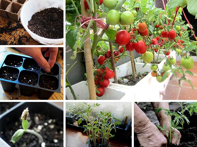 Hướng dẫn 3 cách trồng cà chua tại nhà đơn giản mà sai quả - 5