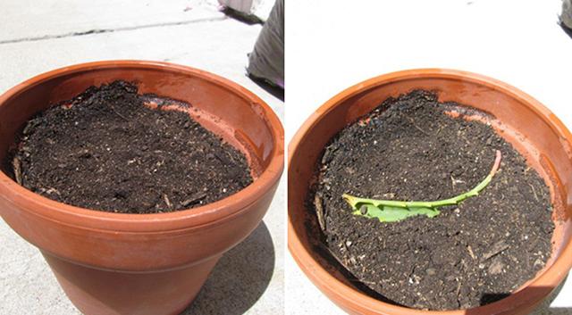 3 cách trồng cây nha đam tại nhà bằng lá, cây con và thủy sinh cho lá to - 4