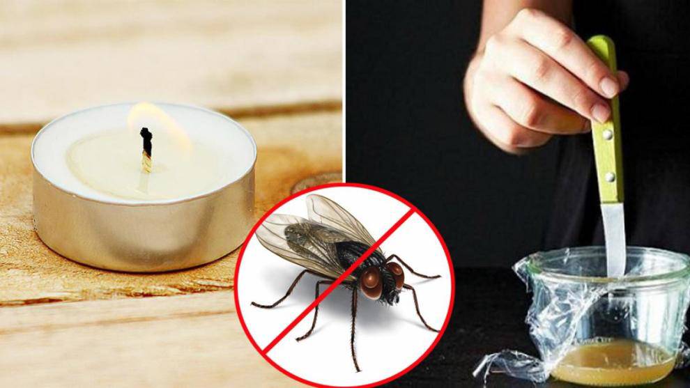 7 chiêu độc khiến ruồi muỗi “dạt nhà” đi xa không dám quay lại - 1