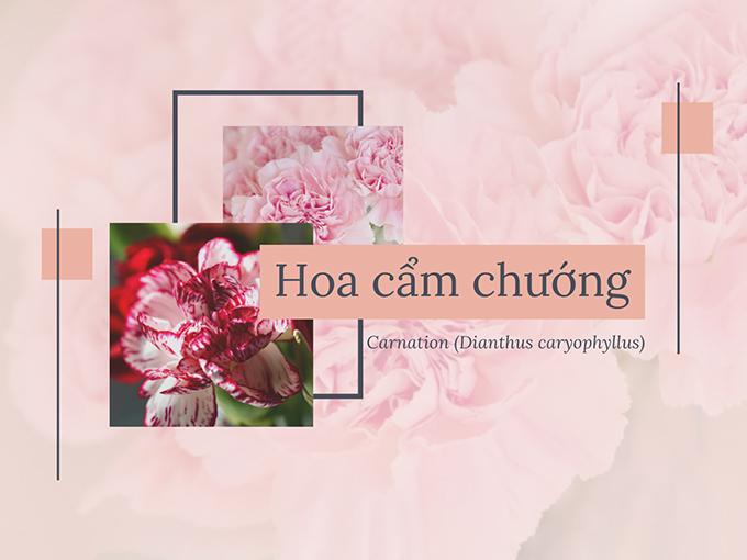 Hoa cẩm chướng: Đặc điểm, ý nghĩa và cách chăm sóc ra hoa đẹp - 1