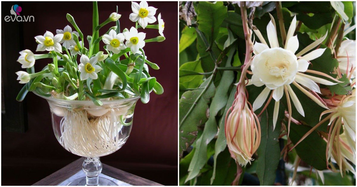 3 loại cây nở hoa trắng như tuyết, một khi nở hoa sẽ khiến mọi người ngỡ ngàng