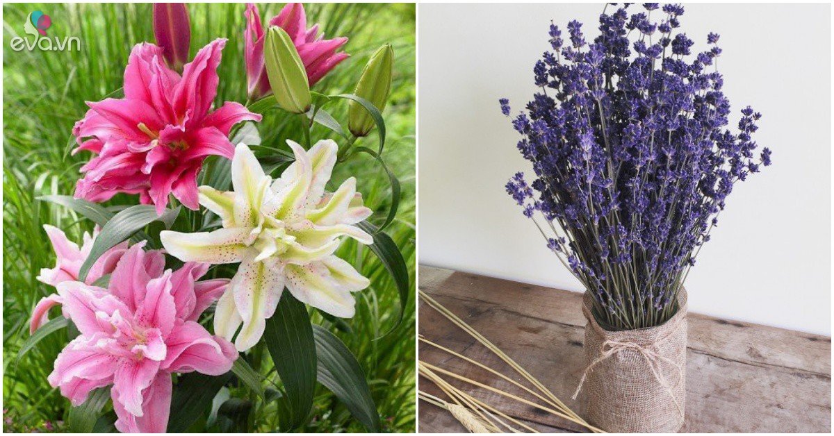 4 loại hoa xui xẻo, đẹp đến đâu cũng không nên trưng trong nhà kẻo ảnh hưởng đến sức khỏe