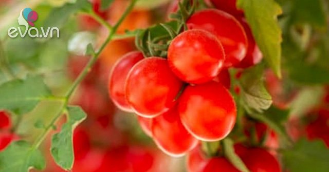 Hướng dẫn 3 cách trồng cà chua tại nhà đơn giản mà sai quả