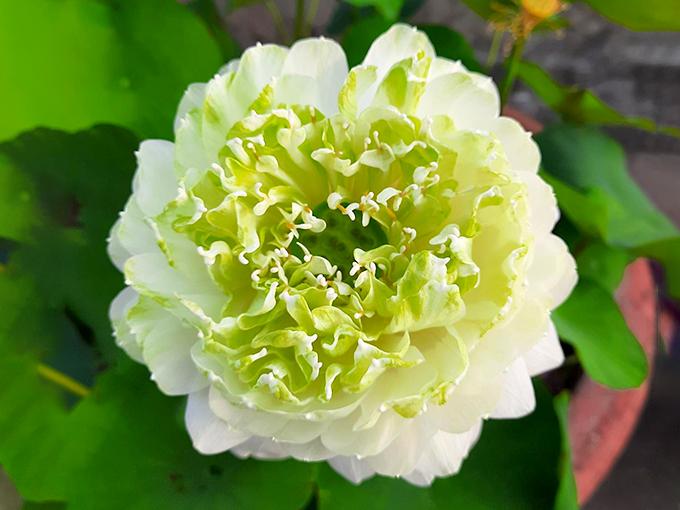 Hoa sen trắng: ý nghĩa, công dụng và cách trồng ra hoa thơm ngát - 1