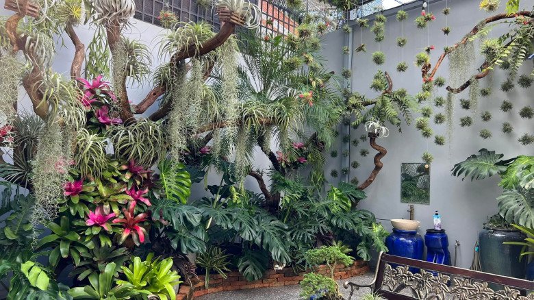 Mẹ đảm làm vườn nhiệt đới ở Cần Thơ: Rộng 100m2, đẹp mãn nhãn như ở Nam Mỹ - 5