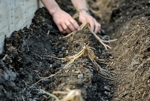 Cách trồng măng tây đơn giản cho thu hoạch suốt 30 năm - 6