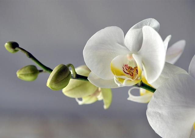 Lan Hồ Điệp - Phân loại, ý nghĩa và cách chăm cây tươi tốt, sai hoa - 2