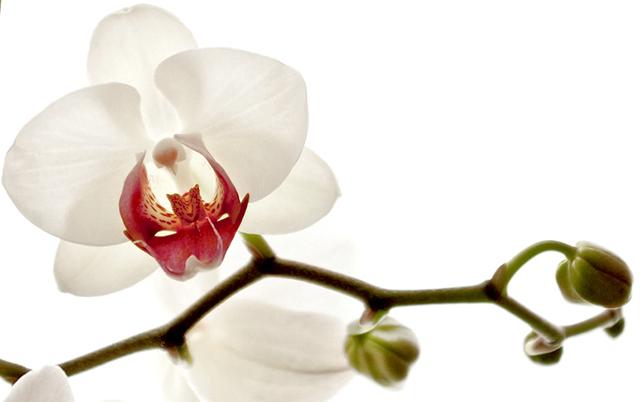 Lan Hồ Điệp - Phân loại, ý nghĩa và cách chăm cây tươi tốt, sai hoa - 8