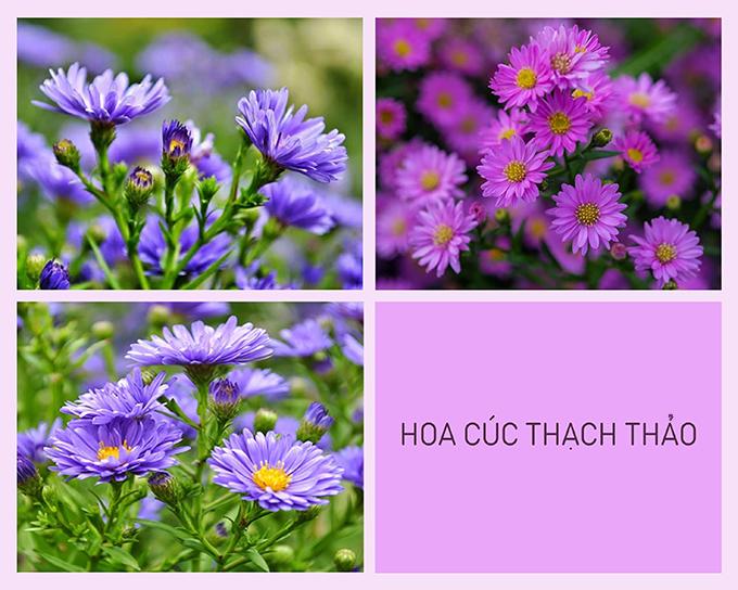 Hoa cúc - Phân loại, ý nghĩa, công dụng và cách trồng giúp hoa nở đẹp - 6
