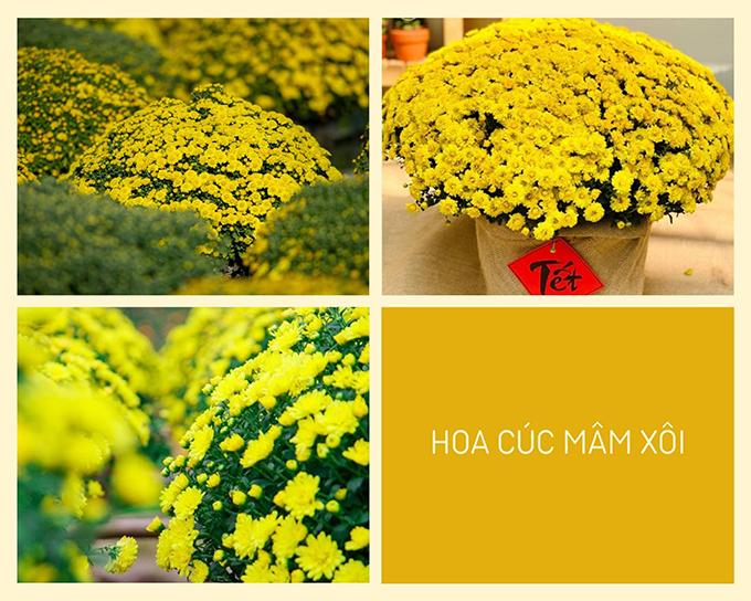 Hoa cúc - Phân loại, ý nghĩa, công dụng và cách trồng giúp hoa nở đẹp - 12