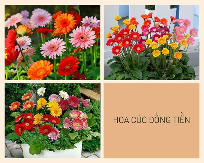 Hoa cúc - Phân loại, ý nghĩa, công dụng và cách trồng giúp hoa nở đẹp - 8