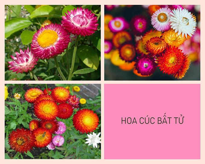 Hoa cúc - Phân loại, ý nghĩa, công dụng và cách trồng giúp hoa nở đẹp - 9