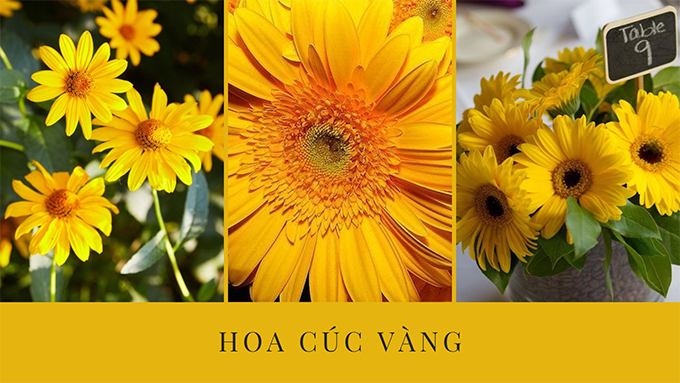 Hoa cúc - Phân loại, ý nghĩa, công dụng và cách trồng giúp hoa nở đẹp - 17