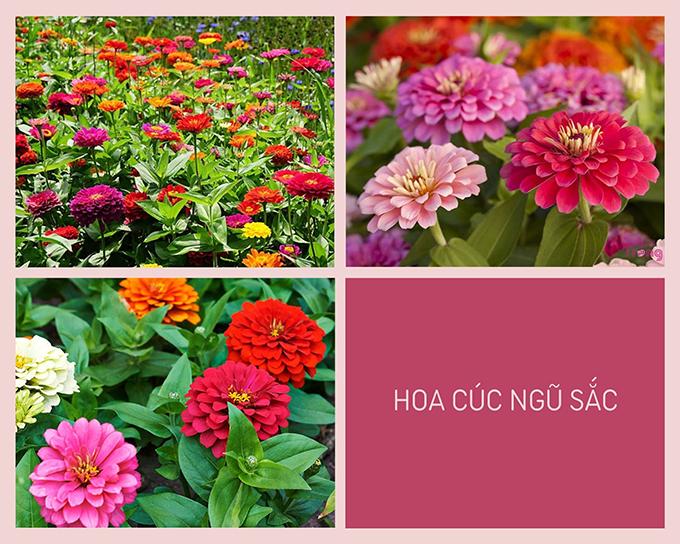 Hoa cúc - Phân loại, ý nghĩa, công dụng và cách trồng giúp hoa nở đẹp - 13