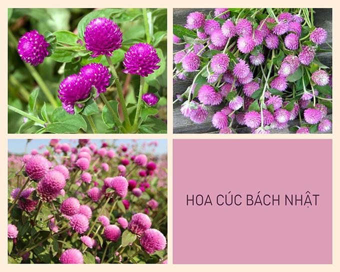 Hoa cúc - Phân loại, ý nghĩa, công dụng và cách trồng giúp hoa nở đẹp - 15