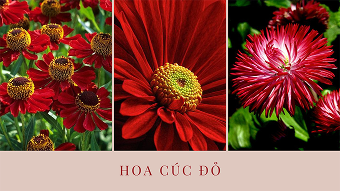 Hoa cúc - Phân loại, ý nghĩa, công dụng và cách trồng giúp hoa nở đẹp - 19