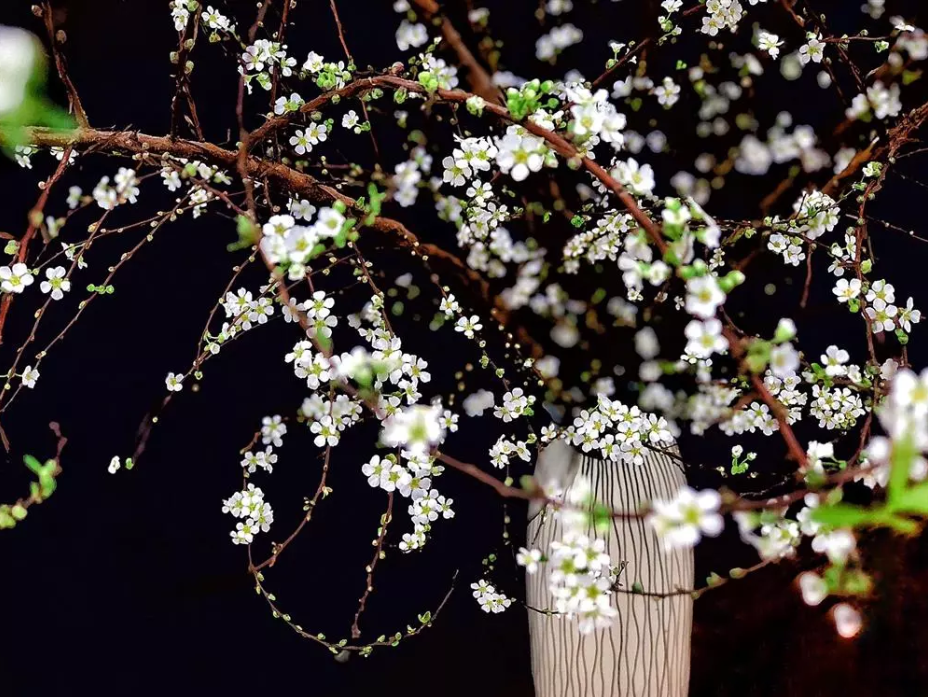 Hoa Tuyết Mai - Ý nghĩa và cách cắm hoa trang trí ngày Tết - 10