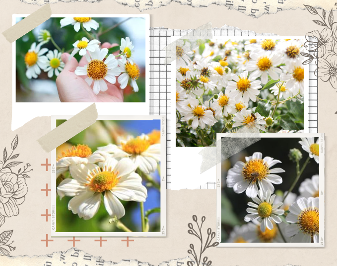 Hoa dã quỳ: Đặc điểm, ý nghĩa và kinh nghiệm check-in đẹp lung linh - 6
