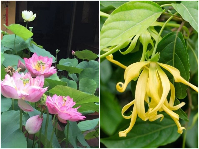 5 loại hoa được mệnh danh là túi thơm, chăm sóc tốt nhà luôn tràn ngập hương thơm