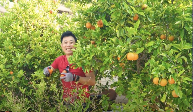 Danh hài Vân Sơn bội thu mùa quýt, khoe vườn 1.200 m2 ở Mỹ amp;#34;ngồn ngộnamp;#34; trái cây - 5