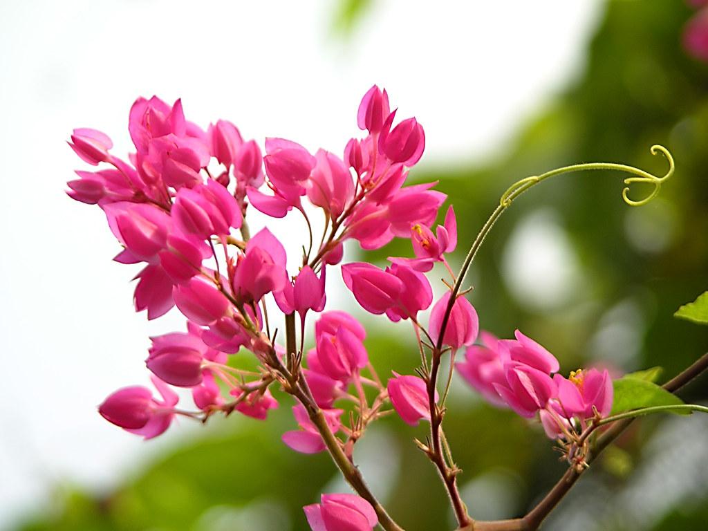 20 loài hoa đẹp nhất thế giới, số 3 ở Việt Nam mọc đầy - 19