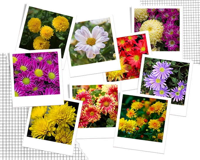 Hoa cúc - Phân loại, ý nghĩa, công dụng và cách trồng giúp hoa nở đẹp - 1