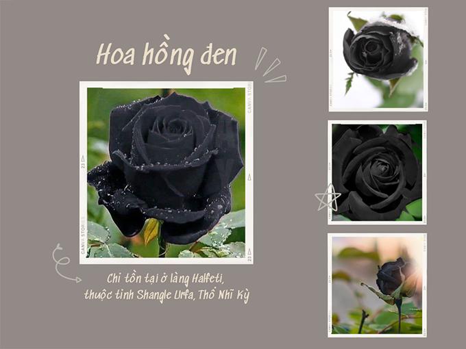 Ý nghĩa hoa hồng đen - loài hoa bí ẩn, hiếm có - 1