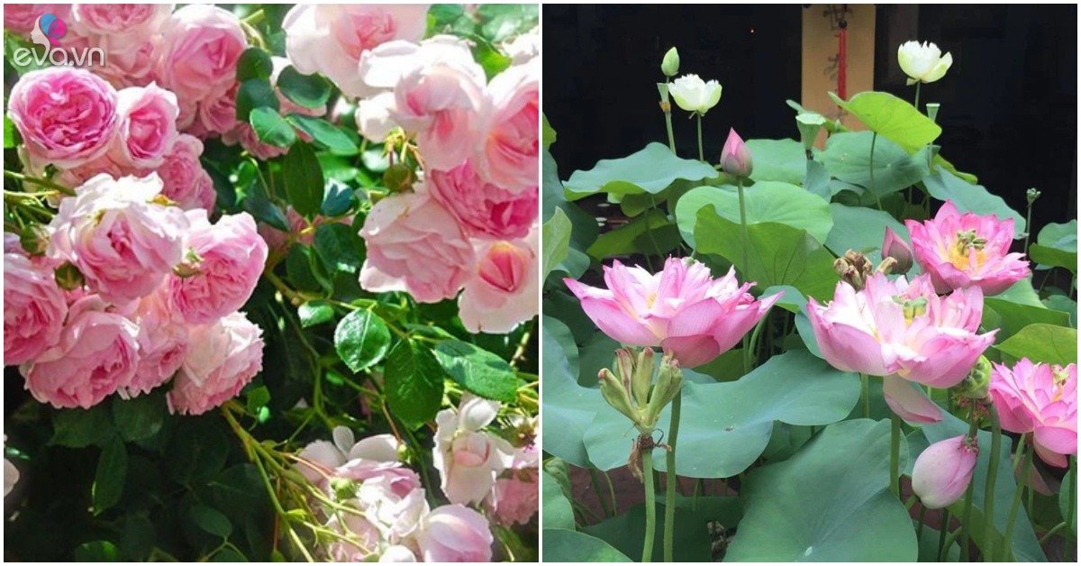 5 loại hoa được mệnh danh là túi thơm, chăm sóc tốt nhà luôn tràn ngập hương thơm