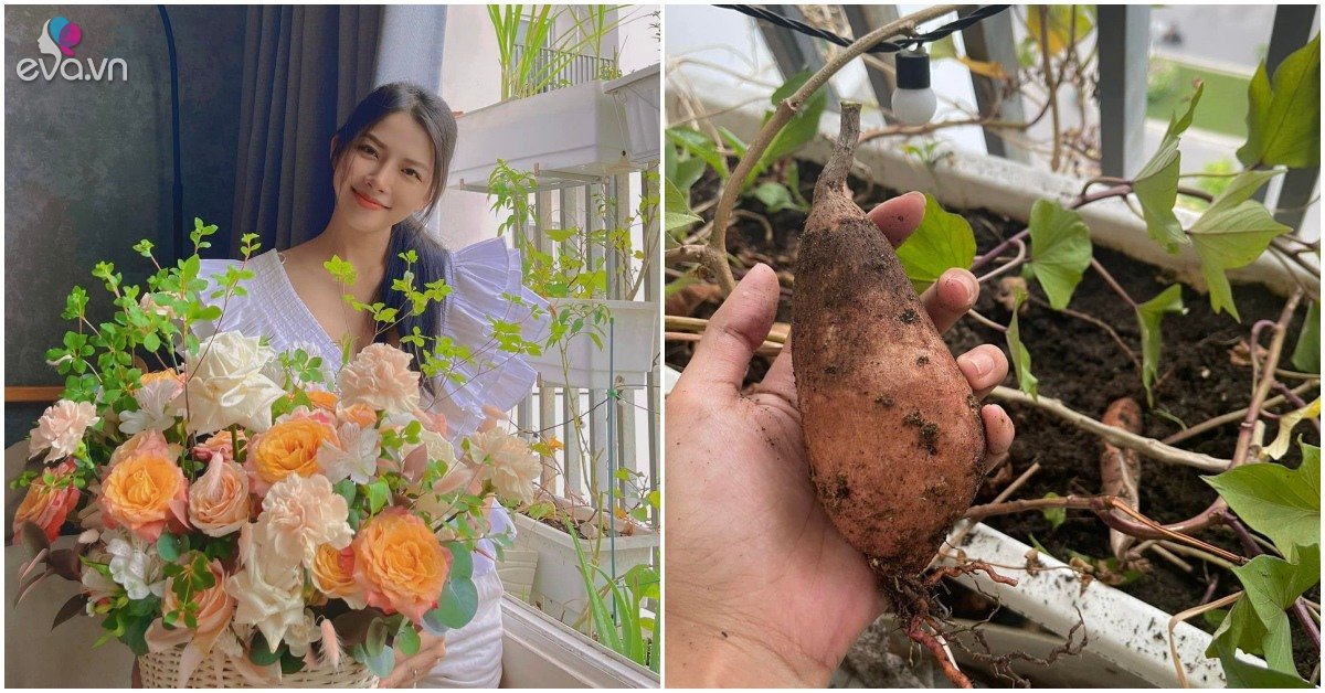 Bà xã Phan Mạnh Quỳnh khoe ban công 1m2 đầy rau trái, gỡ khoai lang mỏi tay